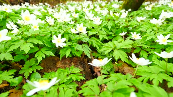 Un prado lleno de anémonas de madera en flor, movimiento lento de la cámara cerca del suelo. Anémona floreciente nemorosa (bien conocida como molusco de viento o tiña o zorro oledor) durante la temporada de primavera
 - Metraje, vídeo