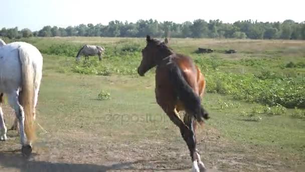 Skupina koní pasoucí se na louce. Koně chodí a tryskem v poli. Zblízka. Zadní pohled zezadu - Záběry, video