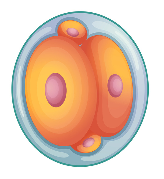 розвитку ембріона
 - Вектор, зображення