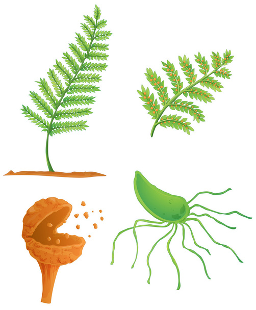 fern life cycle - Vector, Image