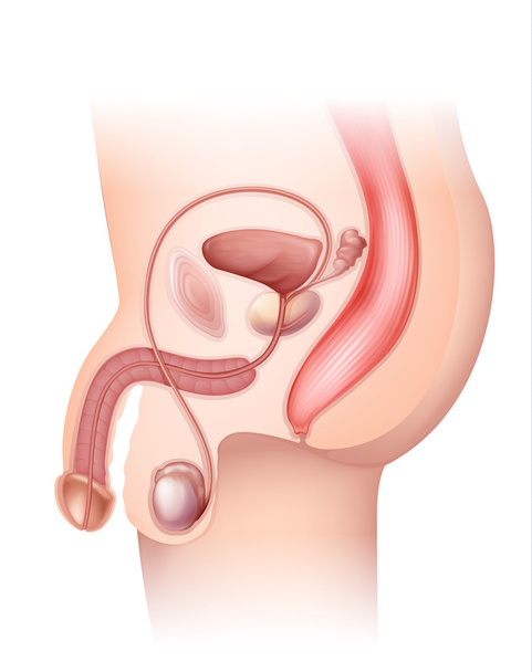 мужская репродуктивная система - Вектор,изображение