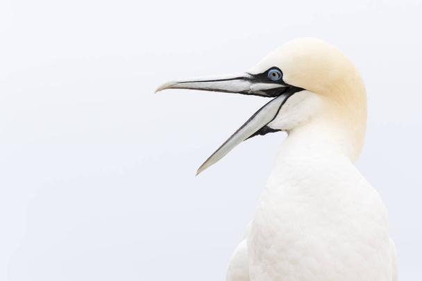 Retrato de gannet del norte
 - Foto, imagen