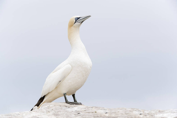 Northern Gannet sideview on rock - Photo, Image