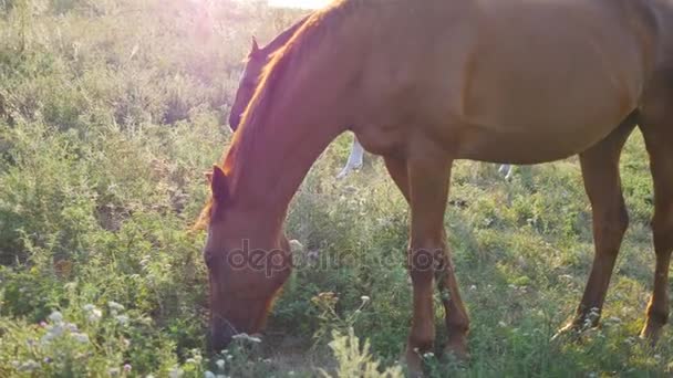 Deux chevaux qui paissent dans la prairie. Les chevaux mangent de l'herbe verte dans les champs. Gros plan
 - Séquence, vidéo