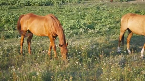 2 馬の牧草地で放牧します。馬はフィールドで緑の草を食べています。クローズ アップ - 映像、動画