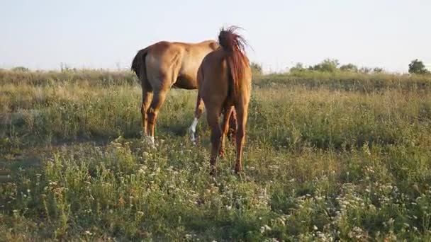 2 馬の牧草地で放牧します。馬はフィールドで緑の草を食べています。クローズ アップ。背面背面図 - 映像、動画