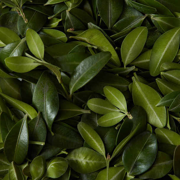 Green leaves texture - Foto, afbeelding