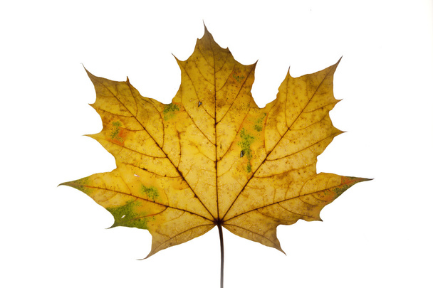 Maple leaf on white. - Photo, Image