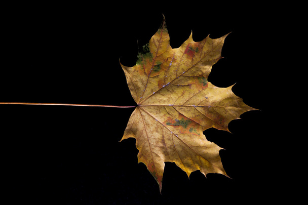 Dried maple leaf. - Foto, afbeelding