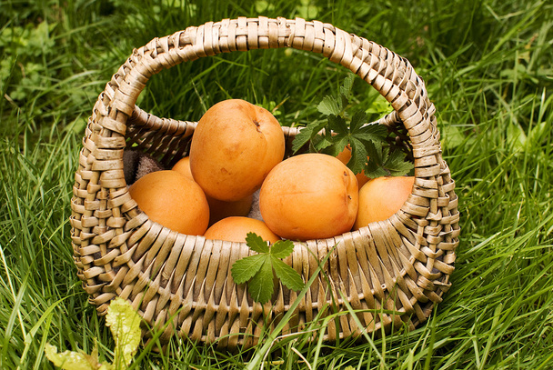 apricots - Foto, Imagen