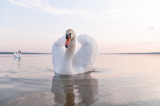 swan - Photo, Image