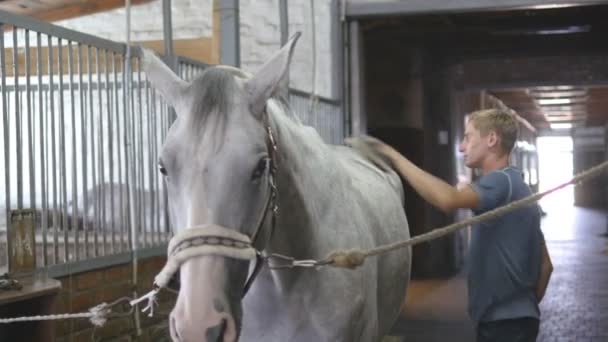 Young boy cleans a horses body in a stall. Man cleans a white horse from dust and dirt with brush. Care for animals. Horseriding club. Closeup, close up - Footage, Video