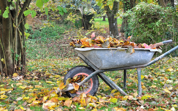 Schubkarre mit Blättern gefüllt - Foto, Bild