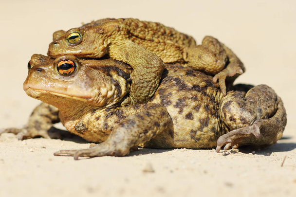 Бафо жабы спариваются весной
 - Фото, изображение