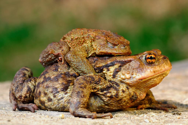 common brown toad in mating season - Photo, Image