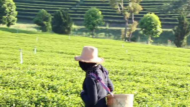 Munka megy a betakarítás zöld tea. - Felvétel, videó
