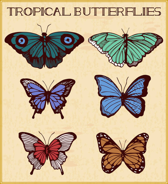 Papillons tropicaux dans le cadre
 - Vecteur, image