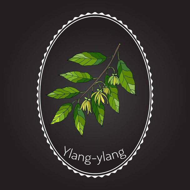 Branch of ylang-ylang - Διάνυσμα, εικόνα