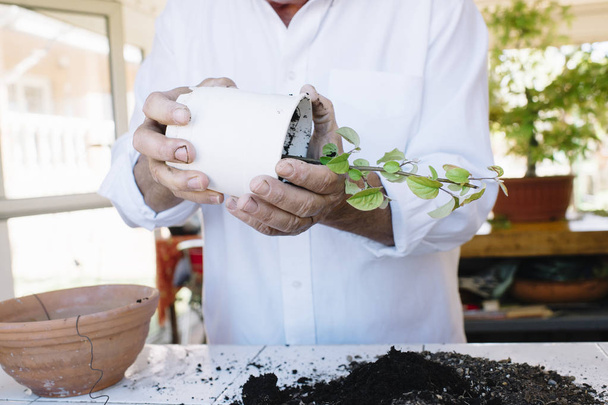 Senior férfi kezét áttelepítésre növény. - Fotó, kép