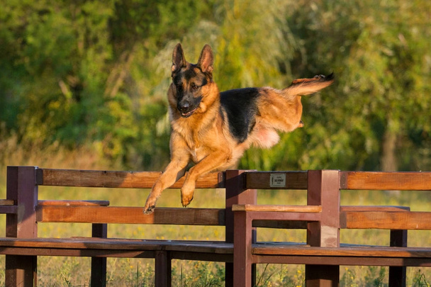 pastor alemán perro - Foto, imagen