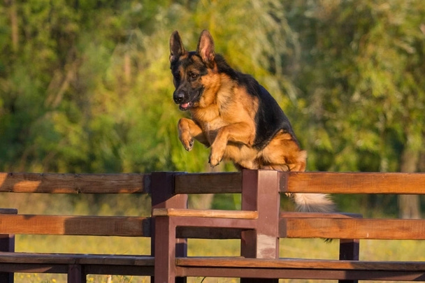 pastor alemán perro - Foto, imagen