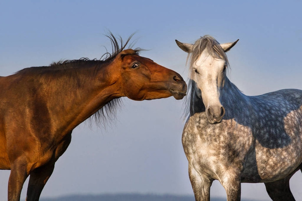 Due divertenti ritratto cavallo su sfondo cielo blu
 - Foto, immagini