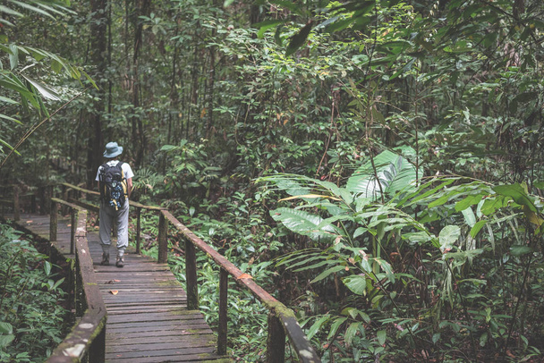 Backpacker вивчення величний джунглі кубах Національний парк, Західний Саравак, Борнео, Малайзія.  - Фото, зображення