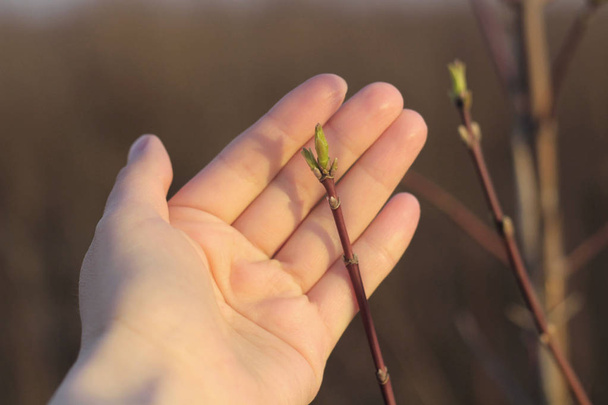 Delikanlı bitki insanların koruyan eldir - Fotoğraf, Görsel