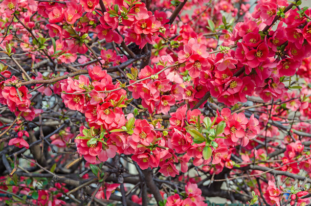 Chaenomeles japonica vaaleanpunaiset puiden kukat, maulen kvitteni
 - Valokuva, kuva