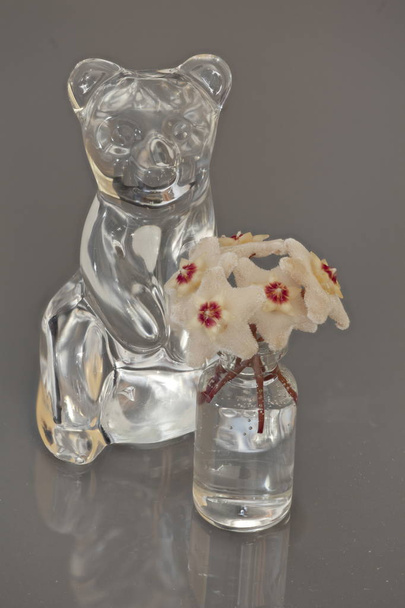 oso Cristal estatuilla Hoya flores
 - Foto, Imagen