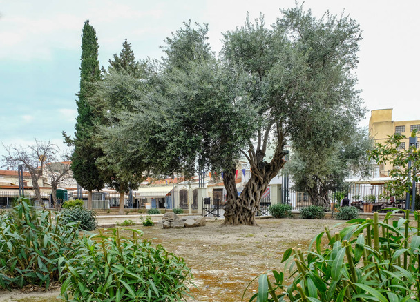 großer Olivenbaum im Schlosspark. - Foto, Bild