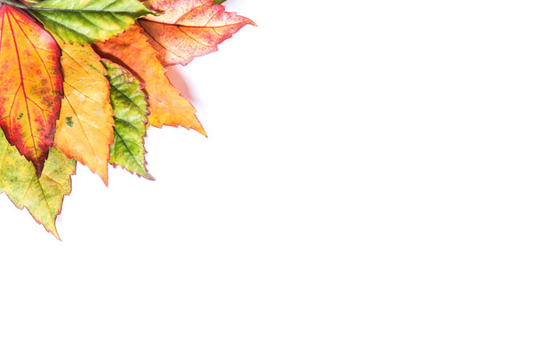 Frame border from Beautiful fallen autumn leaves  - 写真・画像