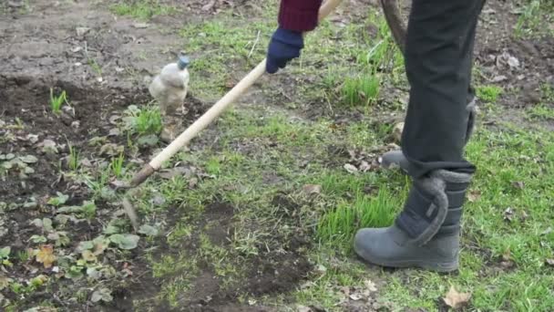 Woman is Cleaning the Weeds in the Garden with a Chopper. Slow Motion - Metraje, vídeo