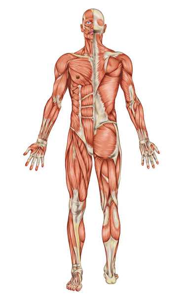 anatomie mužské svalový systém - zadní a přední pohled - celého těla - Fotografie, Obrázek