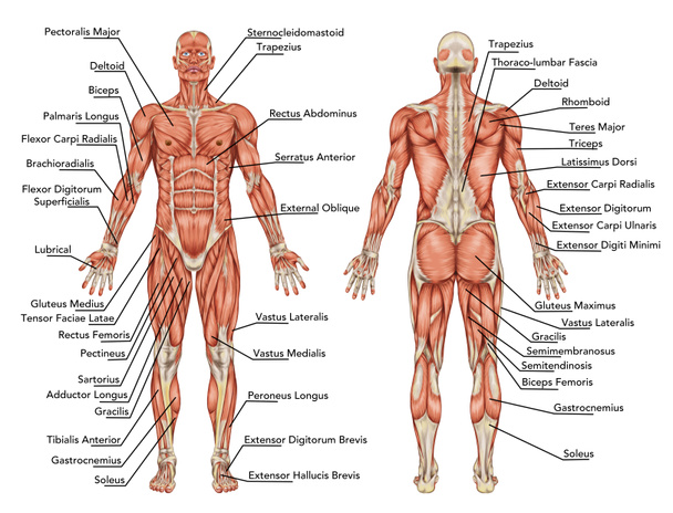 Anatomía del sistema muscular masculino vista posterior y anterior cuerpo completo didáctico
 - Foto, Imagen