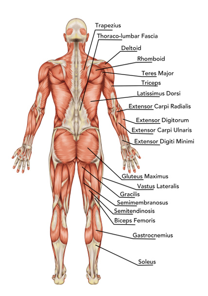 Anatomie du système musculaire masculin vue postérieure corps entier - didactique
 - Photo, image