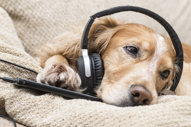 Dog listens to music in headphones - Foto, imagen