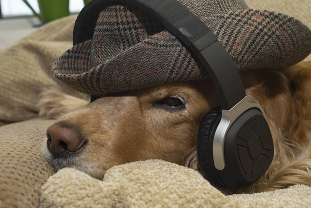 Собака слушает музыку в наушниках
 - Фото, изображение