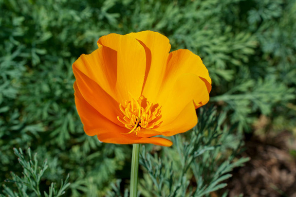 California poppy in nature - Photo, Image