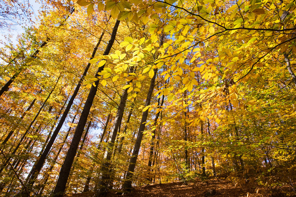 Trees in autumn - Fotó, kép