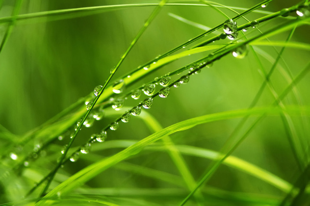 Drops on a grass - Фото, изображение