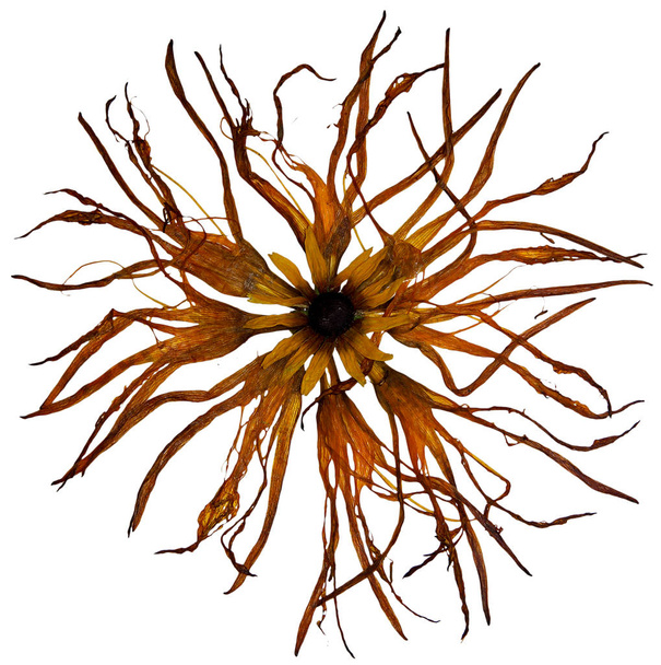 bizarre curved extruded dried lily petals - Photo, Image