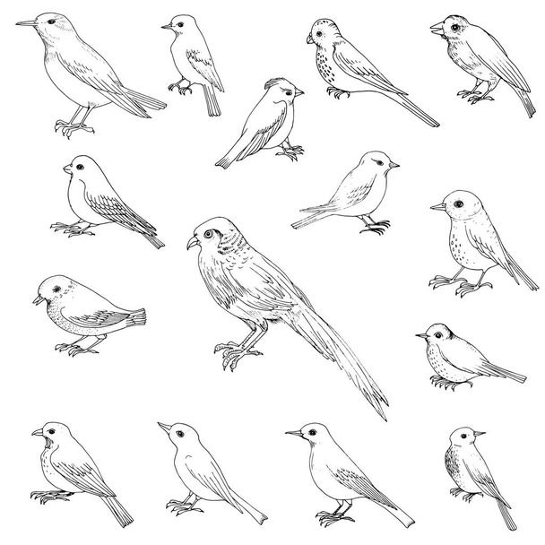 vector set of birds - Wektor, obraz