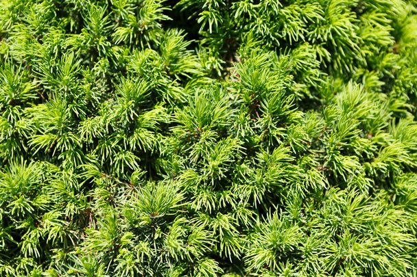 Natuurlijke achtergrond, decoratieve grenen plant - Foto, afbeelding