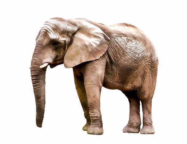 Elephant. Elephant illustration. watercolor animal illustration - Photo, Image