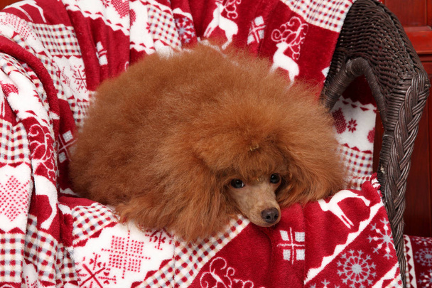 Filhote de cachorro poodle deitado em cobertor vermelho
 - Foto, Imagem