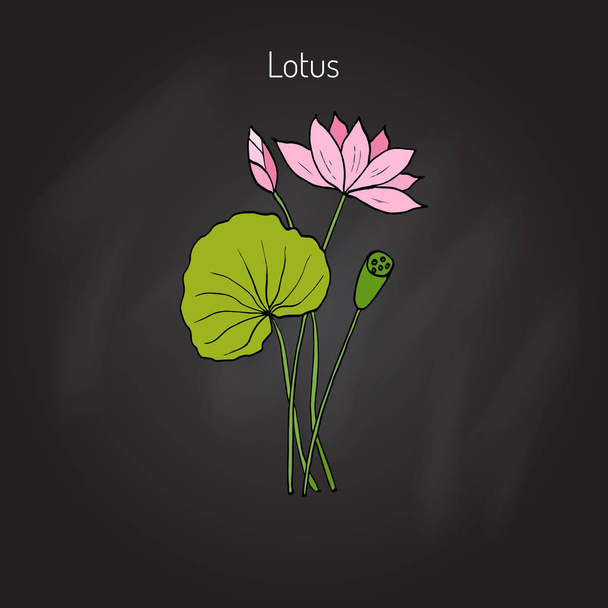 Lotus plant with flower - Διάνυσμα, εικόνα