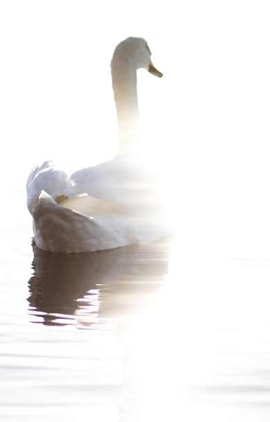 cisne ao sol
 - Foto, Imagem