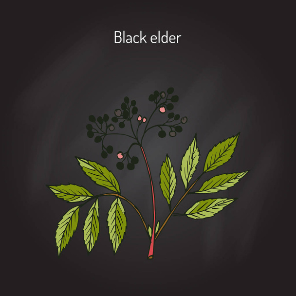 Black elder, medicinal plant - Vector, afbeelding