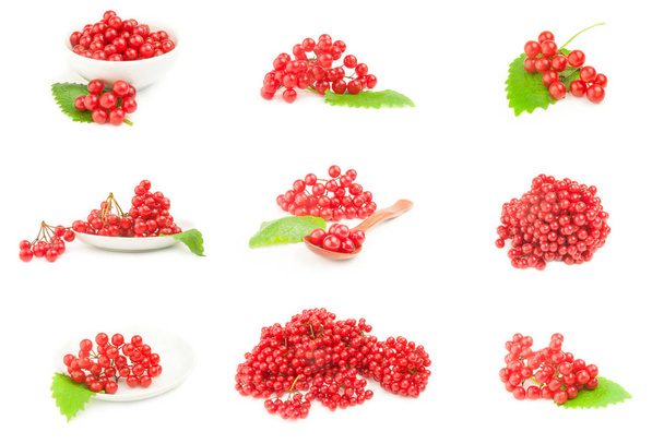 Collection of viburnum berries isolated on a white background - Photo, Image